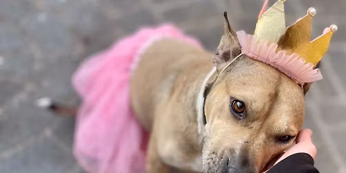 Furever After Rescue Book Club