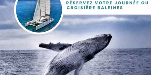 Sorties baleines - cap sur les g\u00e9antes du lagon !
