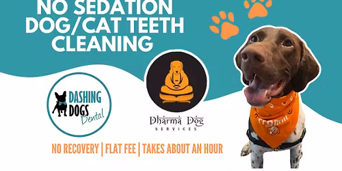 Pet Teeth Cleaning -  Vancouver South - Dharma Dog