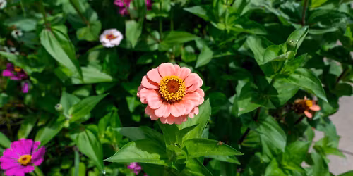 Date Nights in the Garden: BYOV