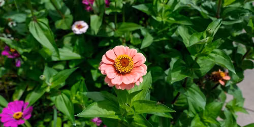 Date Nights in the Garden: BYOV