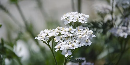 Urban Foraging Walk - Herbal Tea