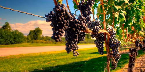 Kalahari Food & (not just) Wine Festival