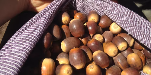 Oaks of the Land, Acorns for the People: Ecology and Sustenance of a Wild Local Food
