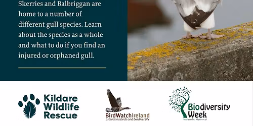 From Coast to Rooftops: Understanding Gulls in a Human World