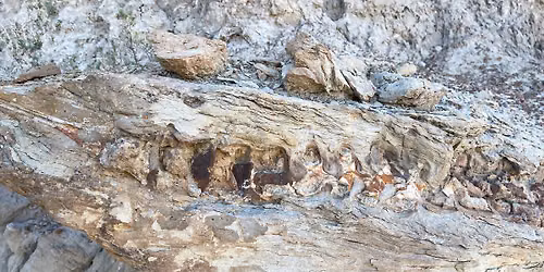 Dinosaur Spotlight with the Upper Missouri River Breaks National Monument