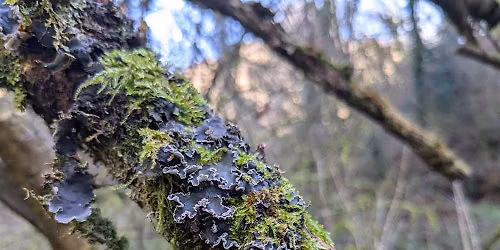 Explore our temperate rainforest