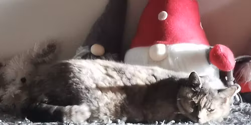 Morgonyoga i adventstid. 