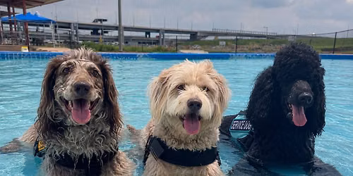 Poochie\u2019s in the Pool- Latrobe \ud83c\udf0a\ud83d\udc3e