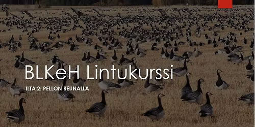 Lintukurssin 2. ilta: Pellon reunalla