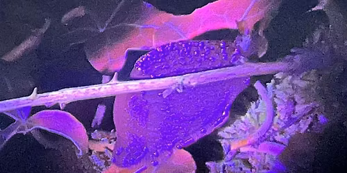 NWT Sweet Briar Marshes: Biofluorescent bugs (family event)