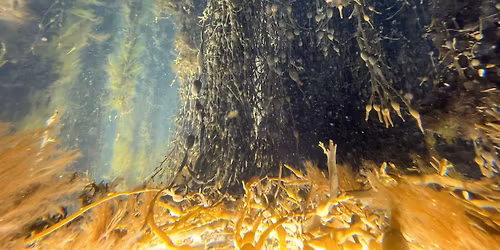 SPARK : An Art-Science Collaborative Program : Match-making event