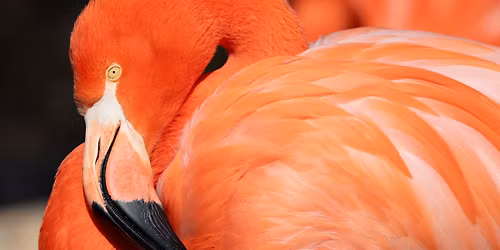 World Flamingo Day Celebration