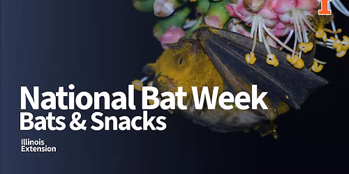 National Bat Week - Bats & Snacks