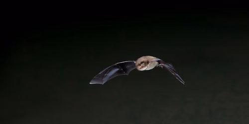 Bat Walk at Walthamstow Wetlands