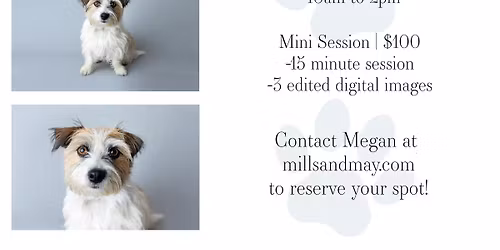 Pet Portraits Mini Sessions