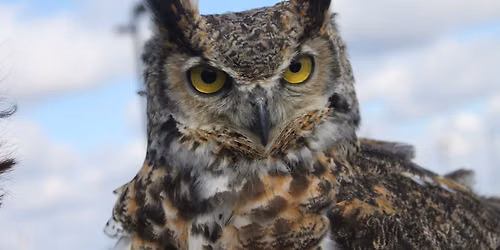 Canadian Raptor Conservancy visits Pittock!