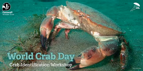 World Crab Day - Identification Workshop