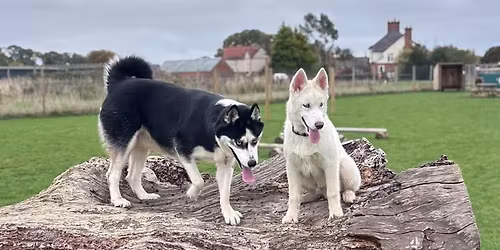 Husky Therapy @ Riverside Kelham Sheffield