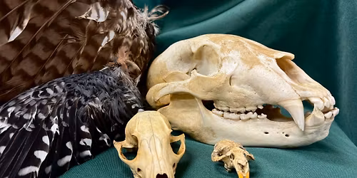 Museum Artifacts: Up Close With Skulls and Furs!