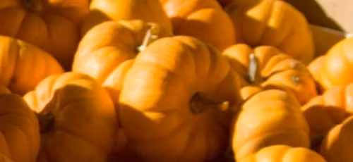 2026 Republic Pumpkin Daze