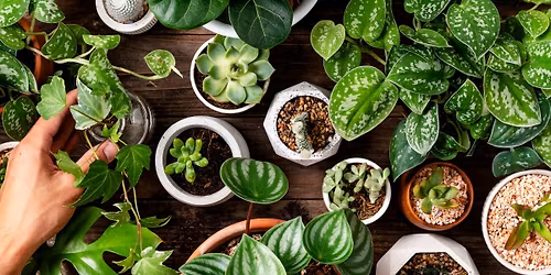 PODAJ DALEJ \u2013 TARG RO\u015aLIN I WYPRZEDA\u017b GARA\u017bOWA W MICHA\u0141OWICACH