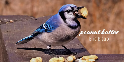 Peanut Butter Bird Bistro