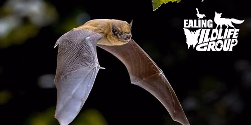 Bat Walk @ Acton Park