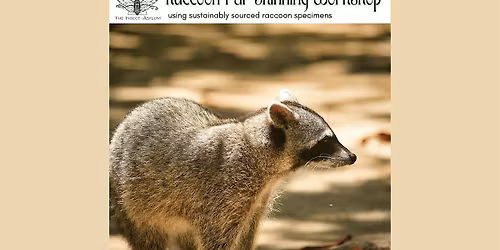 Raccoon Fur Skinning Workshop