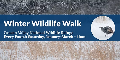 Winter Wildlife Walk