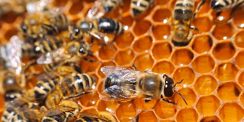 Excelsior Springs Area Beekeping Club - April Meeting