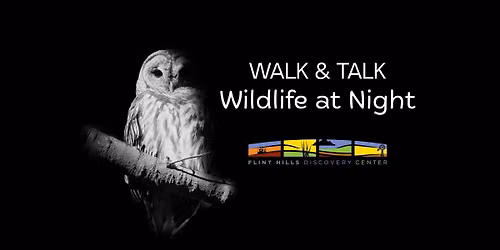 Walk & Talk: Wildlife at Night