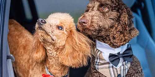 DOODLES & POODLES BARK & WINE TASTING - PART II