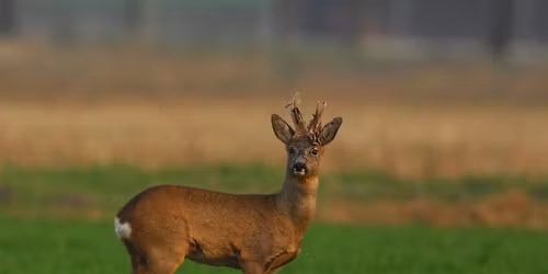 En kveld med viltet i fokus! Viltaften og foredrag