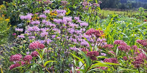 Getting Started with Native Plants
