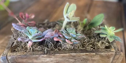 Succulent Brick Mold Workshop