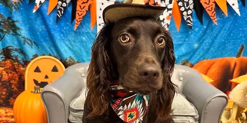 Bark Avenue Halloween Pup Party