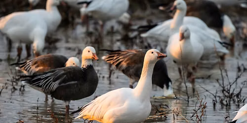 Photograph Wintering Birds at Hagerman National Wildlife Refuge
