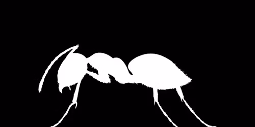 ANTS on Tour | London