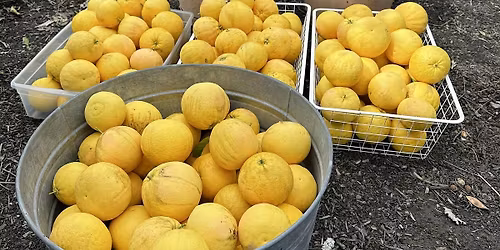Fruit Rescue  -  Pleasanton \/ San Ramon \/ Danville Area