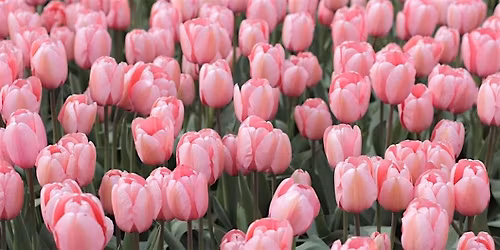 Spring Violin Concert