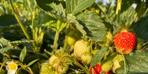 2026 Strawberry Season Opener