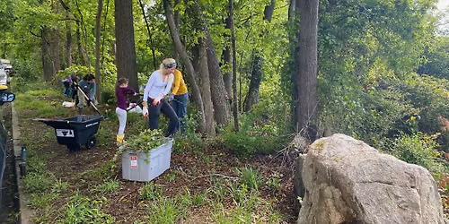 Invasive Plant Removal at Chantilly Ecological Sanctuary