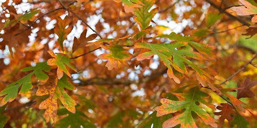 Leaves and Lattes