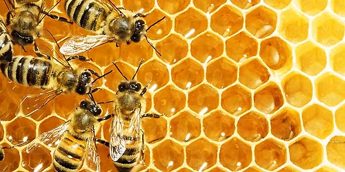 The Buzz About Honey Bees! - Talk
