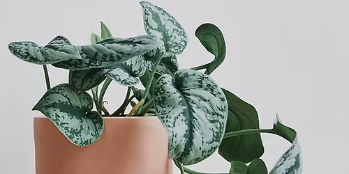 Houseplant & Propagation Swap