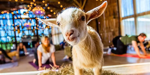 May Baby Goat Yoga in Arlington