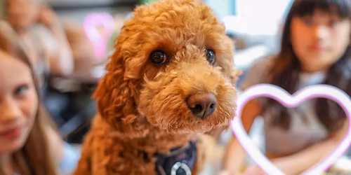 COCKAPOO CAFE - NORWICH