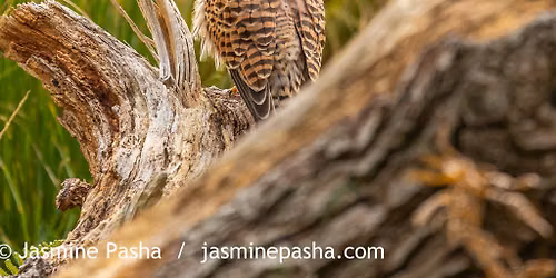 Creative Nature and Wildlife Photography Workshop