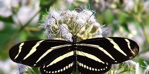 Butterfly Talk & Tour